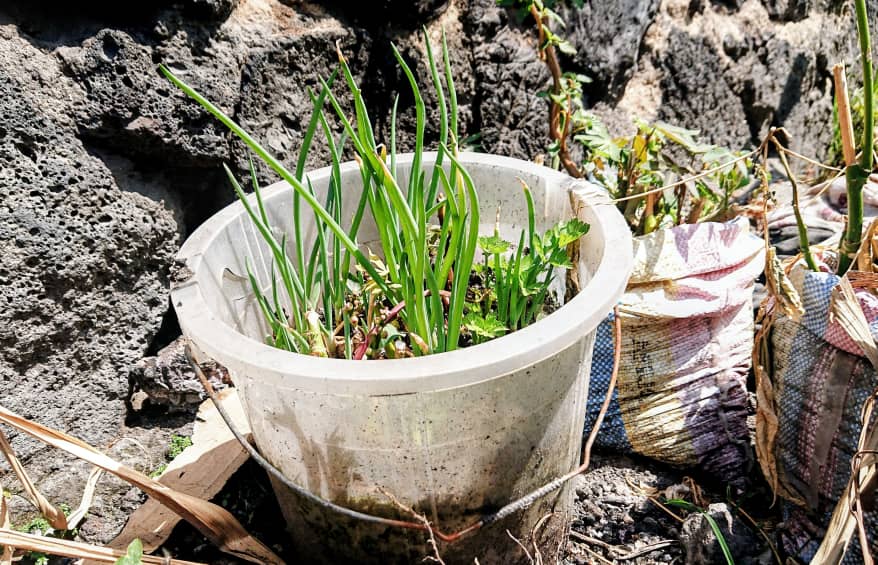 Mboga Nyumbani : Les déchets plastiques nourrissent les orphelins de Goma