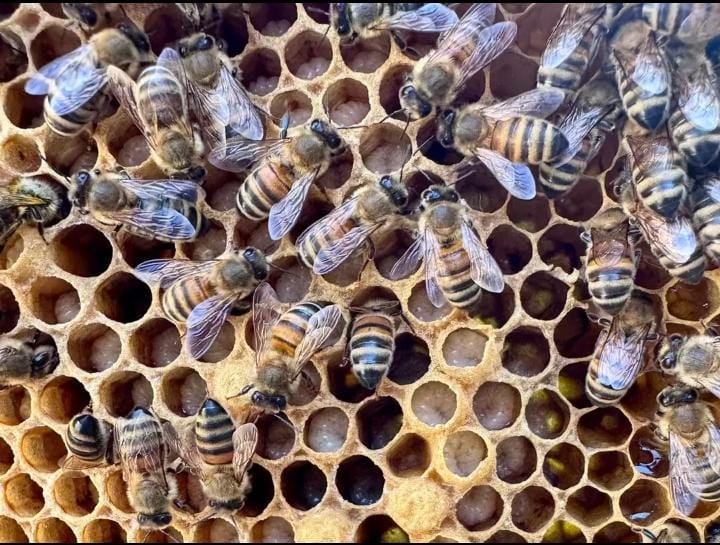 Journée mondiale des abeilles : protéger les pollinisateurs pour préserver l’avenir alimentaire