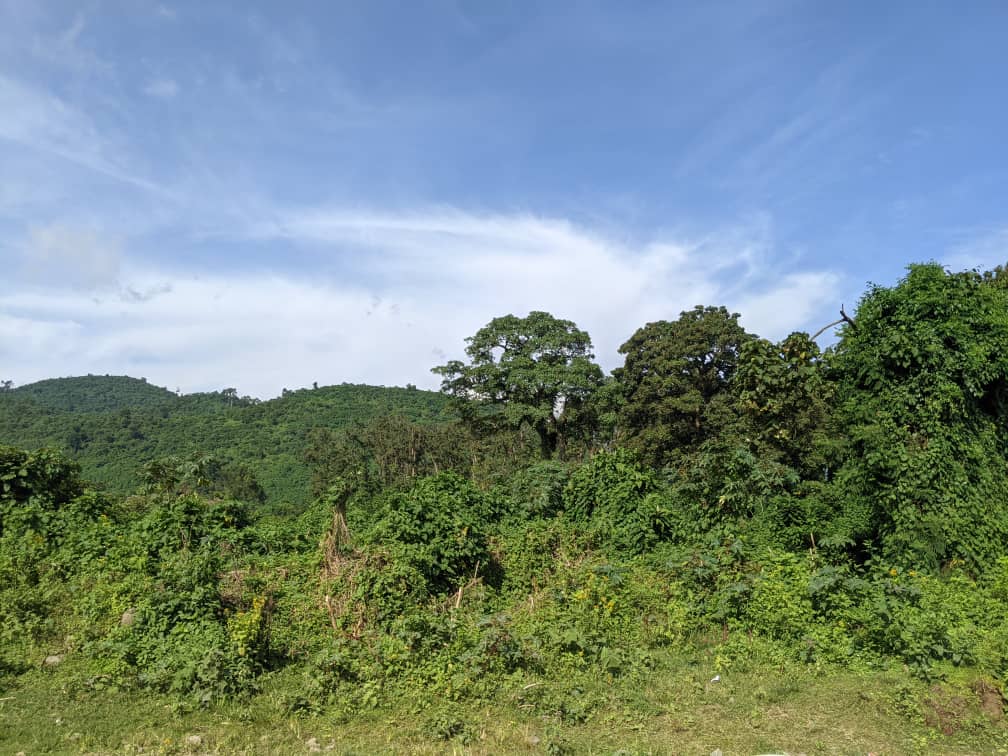 Journée mondiale de l’environnement : un technicien en développement rural appelle à une mobilisation collective en RDC