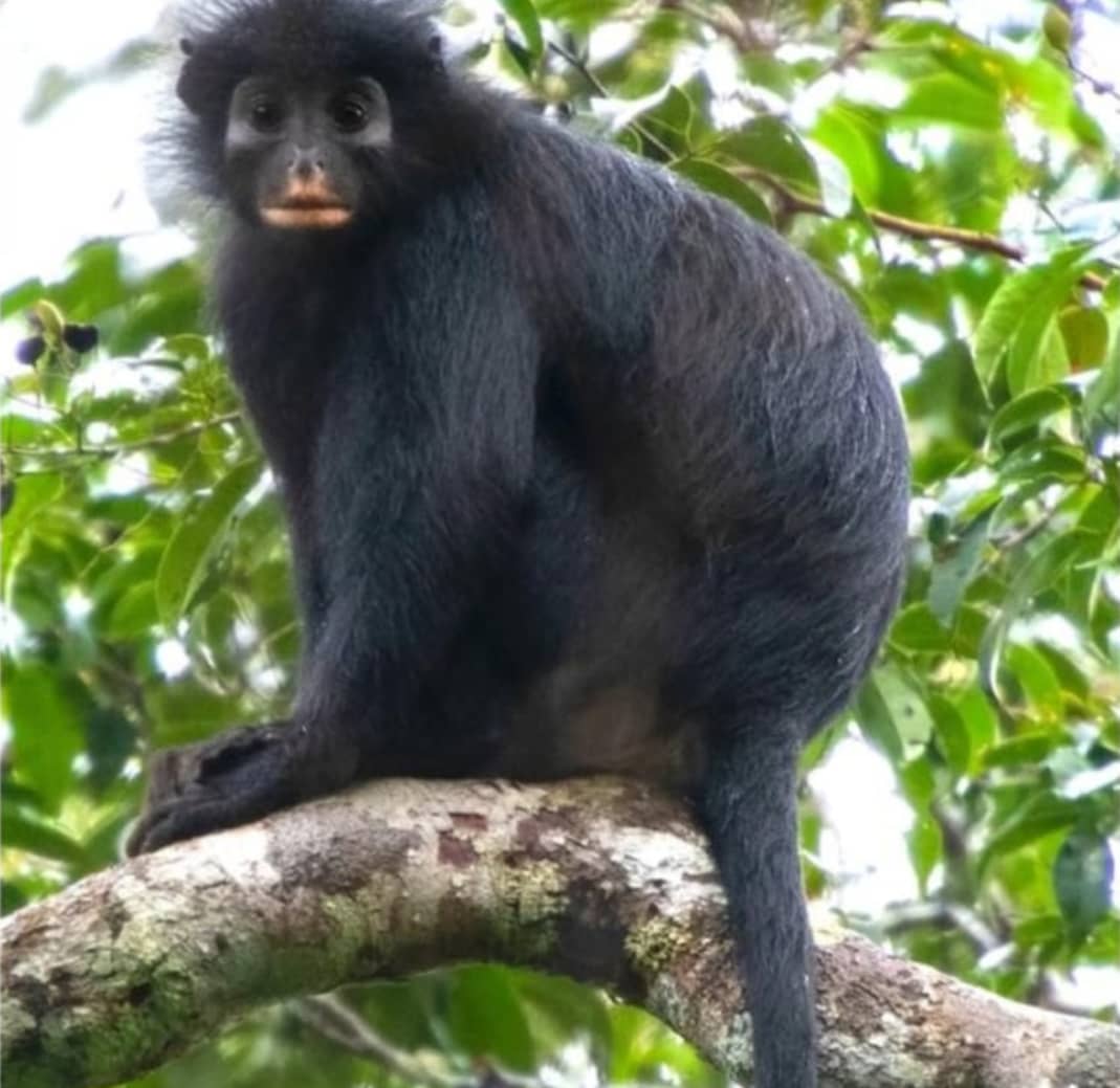 RDC : une nouvelle espèce de singe officiellement identifiée dans le parc national de la Lomami