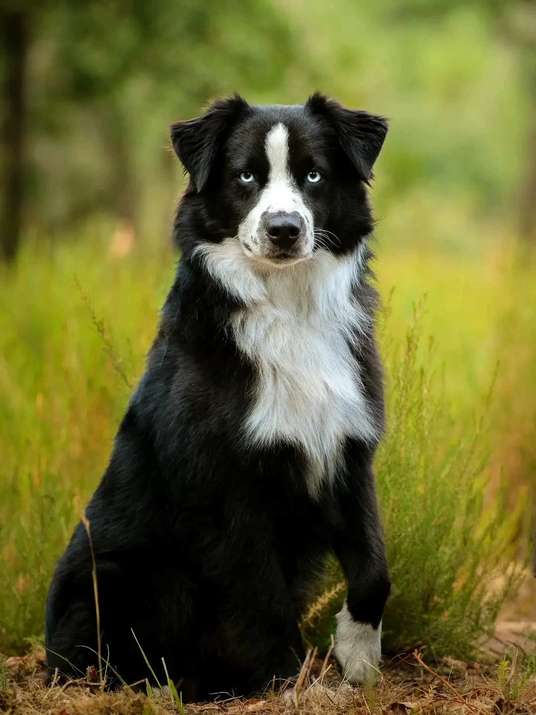 Journée internationale des chiens : une occasion de promouvoir le bien-être animal